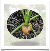 CS Allotment 7 (S) - Carol Sparkes